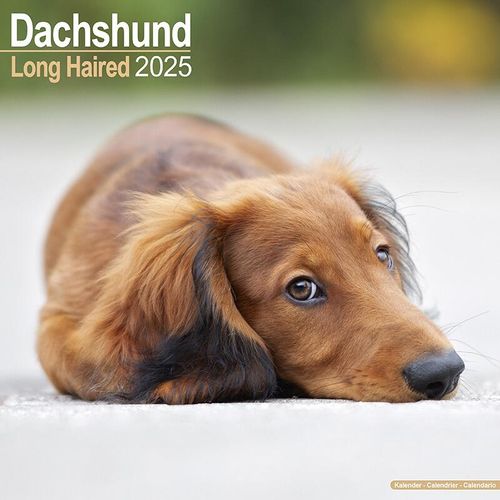 Longhaired Dachshund Calendar 2025