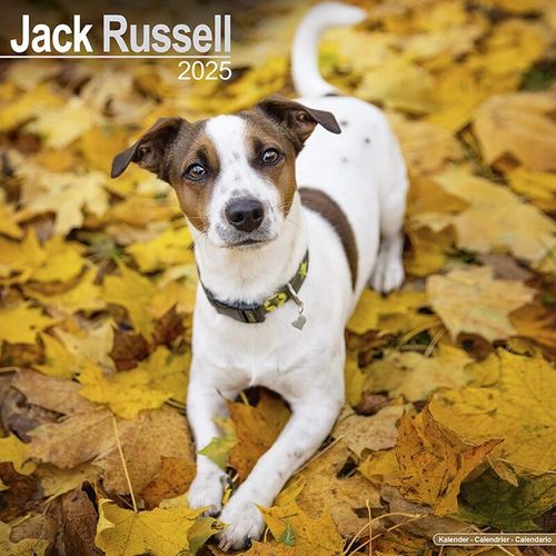 Jack Russell Calendar 2025