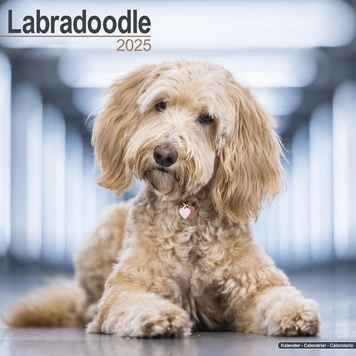 Labradoodle Calendar 2025