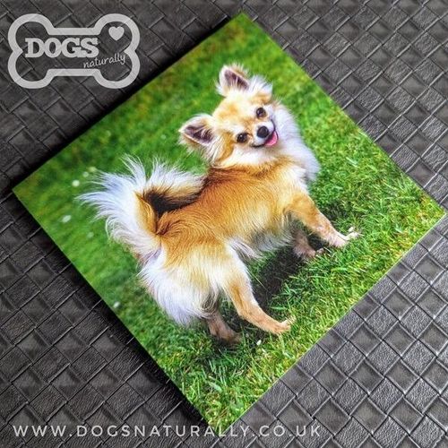 Long Haired Chihuahua Magnetic Note Pad