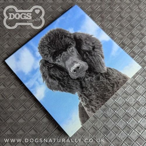 Black Poodle Square Magnetic Note Pad.