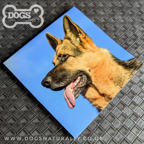 German Shepherd Square Magnetic Note Pad.