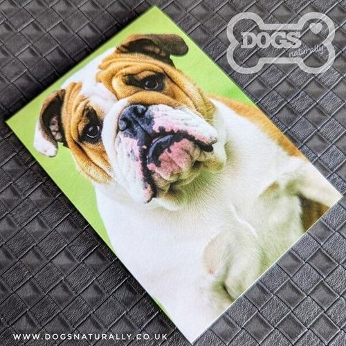 English Bulldog Magnetic Note Pad