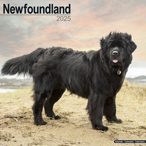 Newfoundland Dog Lover Calendar 2025