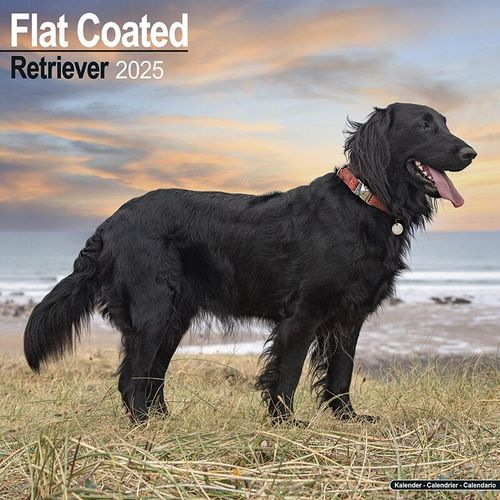 Flat Coated Retriever Calendar 2025
