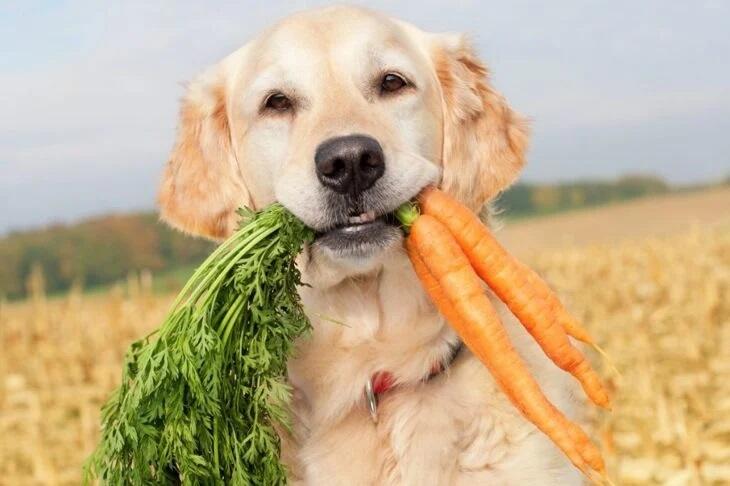 Golden Retriever with Carrots - Dental Health Blog
