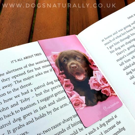 Dozer Chocolate Labrador Puppy Magnetic Bookmark (Rachel Hale)