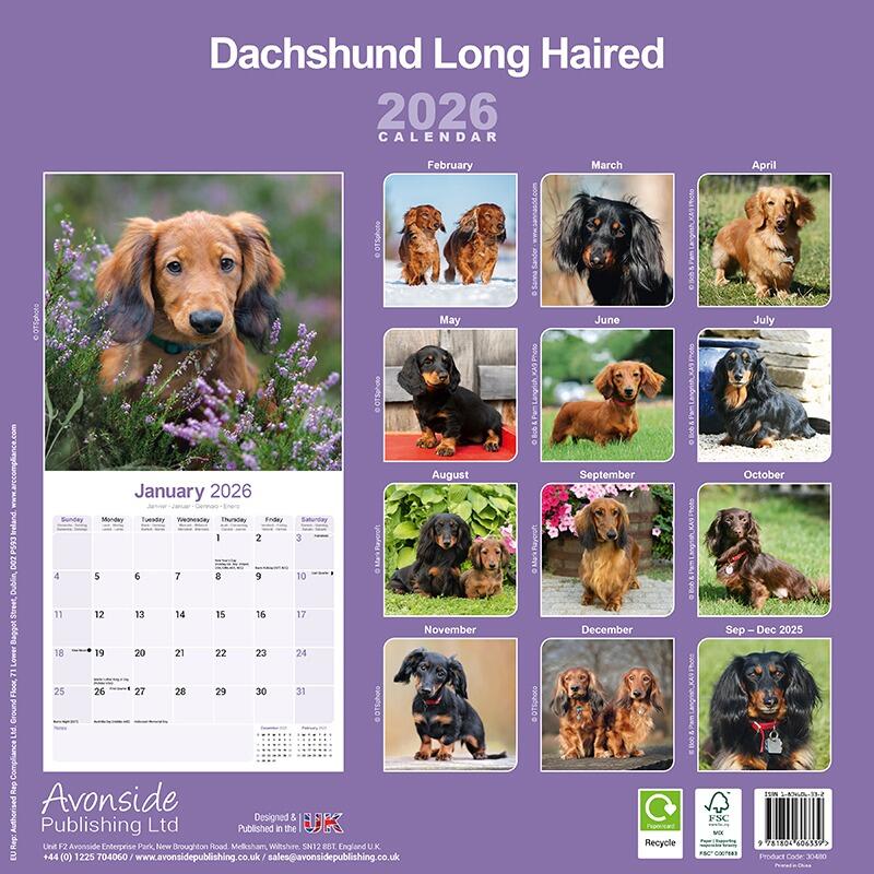 Longhaired Dachshund Wall Calendar 2026