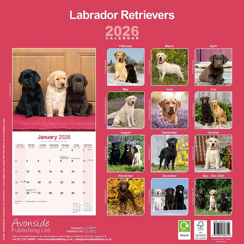 Mixed Colour Labrador Wall Calendar 2026