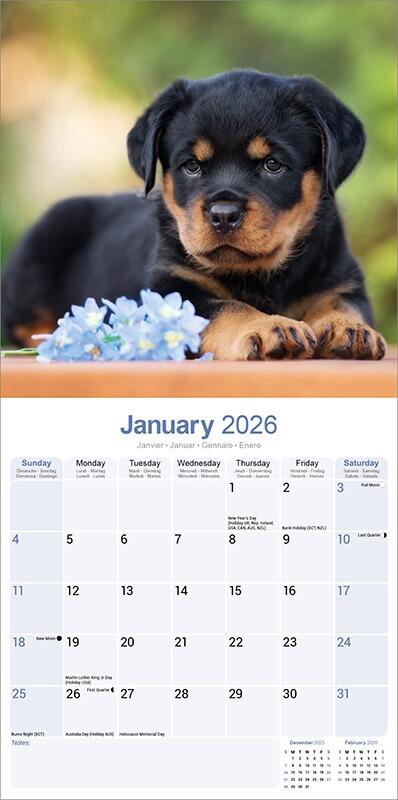 Rottweiler Puppies Calendar 2026 Planner