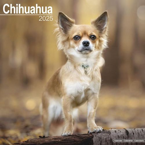 Chihuahua Calendar 2025
