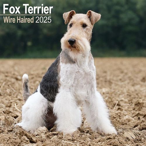 Wire Fox Terrier Calendar 2025