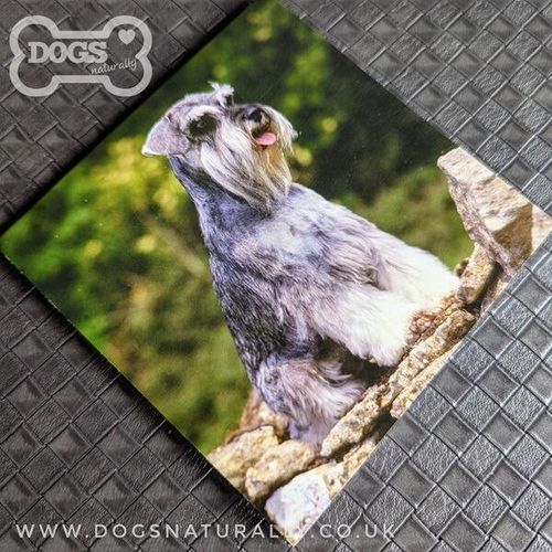 Schnauzer Square Magnetic Note Pad.