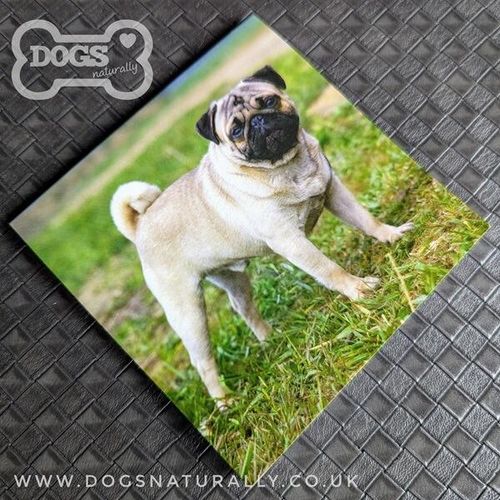 Pug Square Magnetic Note Pad.