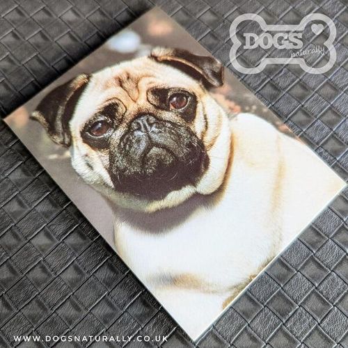 Pug Standard Magnetic Note Pad.