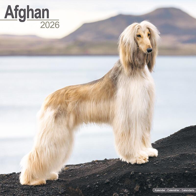 Afghan Hound Dog Calendar