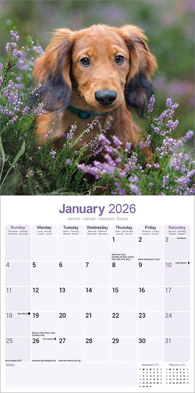 Longhaired Dachshund Calendar 2026 Planner