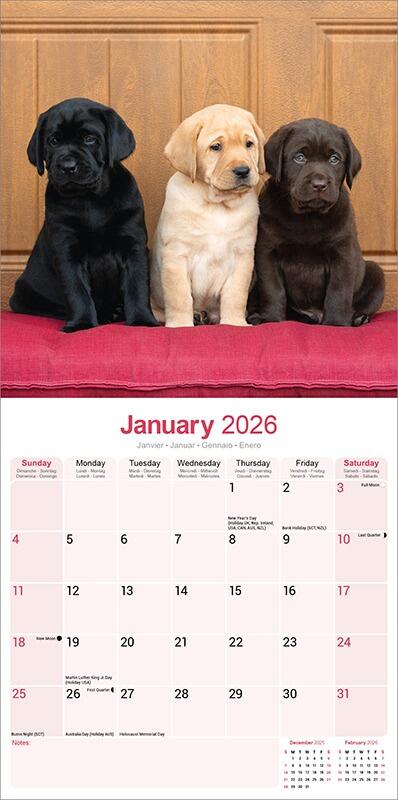 Mixed Colour Labrador Calendar 2026 Planner