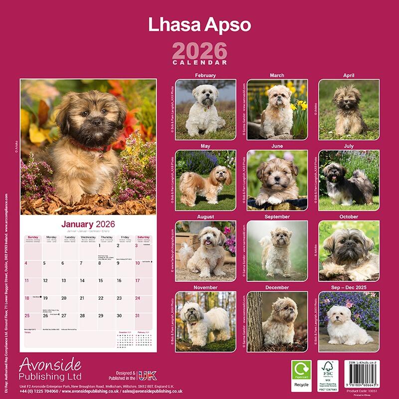 Lhasa Apso Wall Calendar 2026
