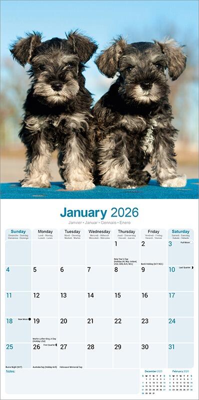 Schnauzer Calendar 2026 Planner