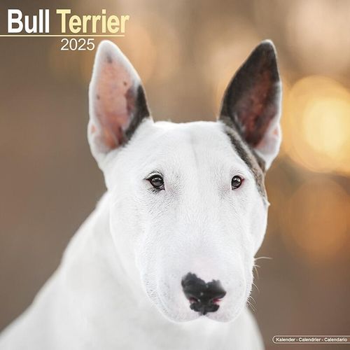 English Bull Terrier Calendar 2025