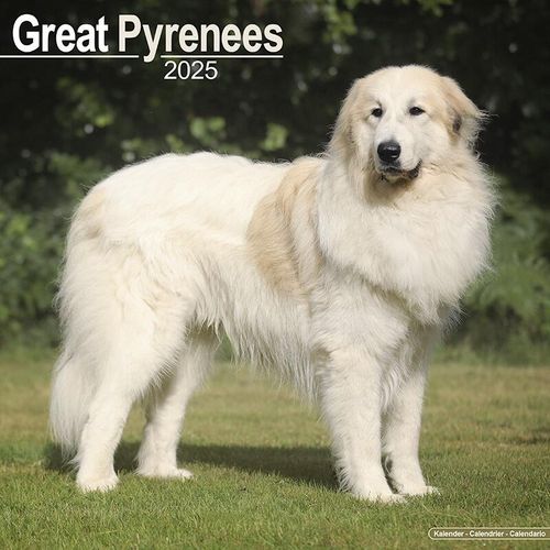 Great Pyrenees Calendar 2025