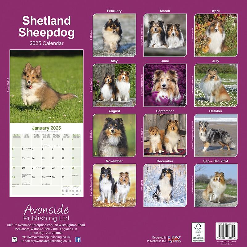 Shetland Sheepdog Calendar 2025