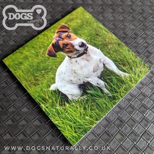 Jack Russell Square Magnetic Note Pad.
