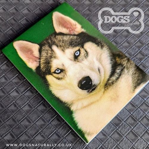 Siberian Husky  Magnatic Note Pad Standard