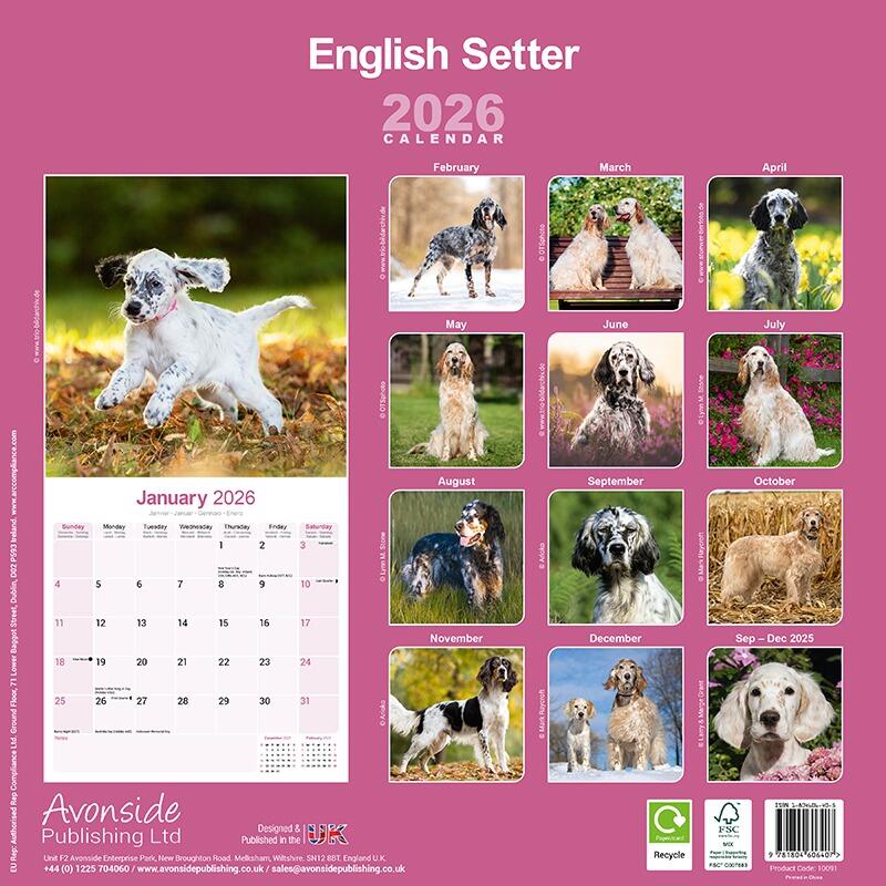 English Setter Wall Calendar 2026