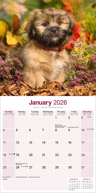Lhasa Apso Calendar 2026 Planner
