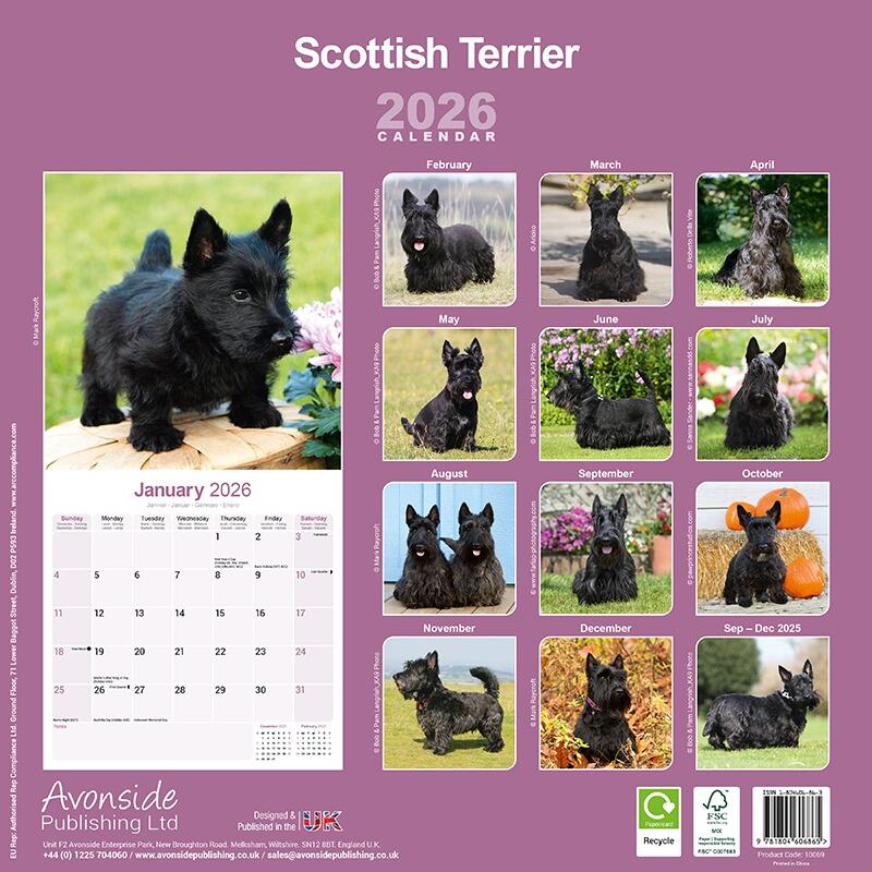 Scottish Terrier Wall Calendar 2026