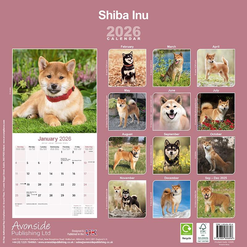 Shiba Inu Wall Calendar 2026