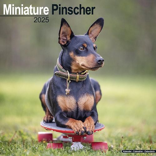 Miniature Pinscher Calendar 2025