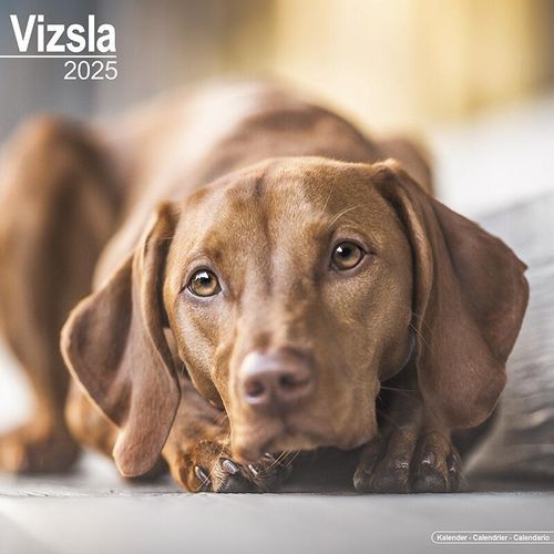 Hungarian Vizsla Calendar 2025