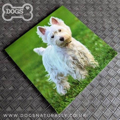 Westie Square Magnetic Note Pad.