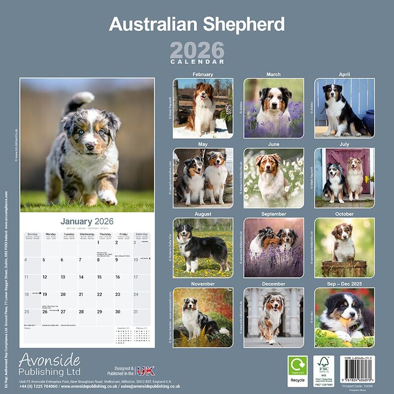 Australian Shepherd Dog Calendar
