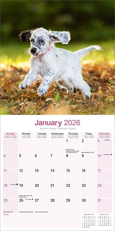 English Setter Calendar 2026 Planner