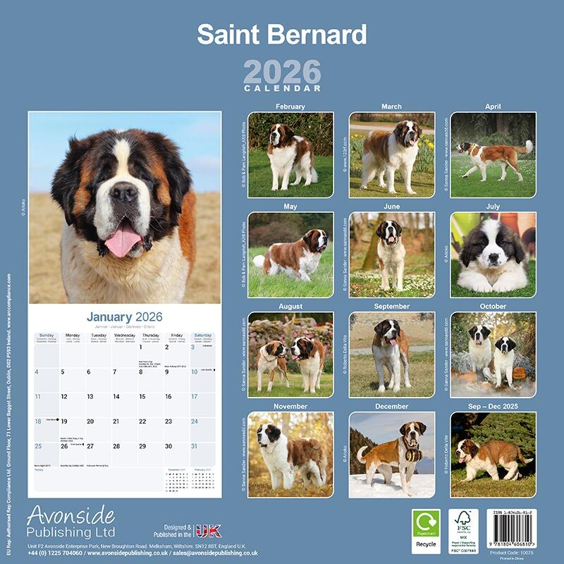 Saint Bernard Calendar 2026 Saint Bernard Bc2026 
