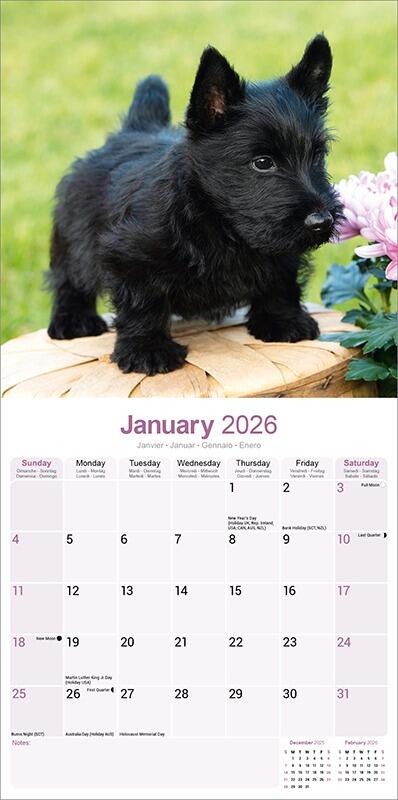 Scottish Terrier Calendar 2026 Planner
