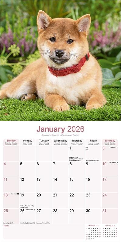 Shiba Inu Calendar 2026 Planner