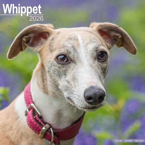 Whippet Calendar 2026