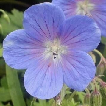 Hardy Geranium