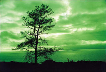 Image of Cokin Coloured Filter Green P004