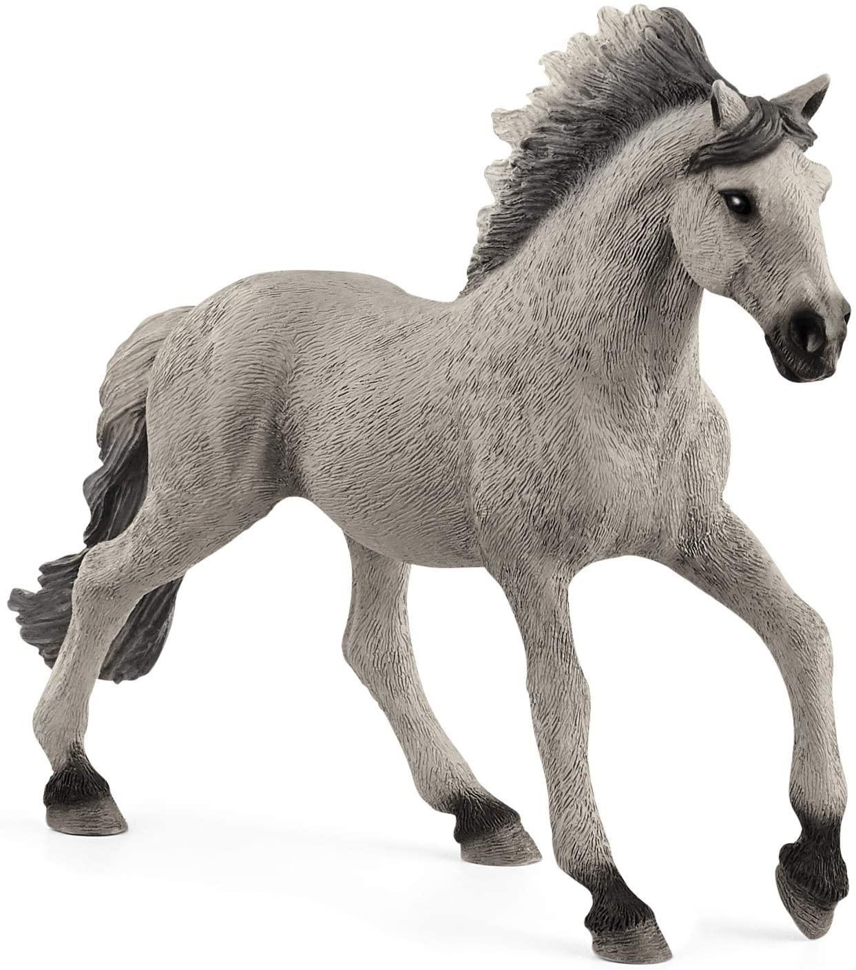 Sorraia Mustang Stallion