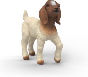 Boer Goat Kid