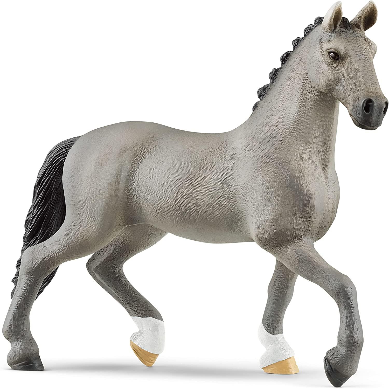 Cheval de Selle Stallion