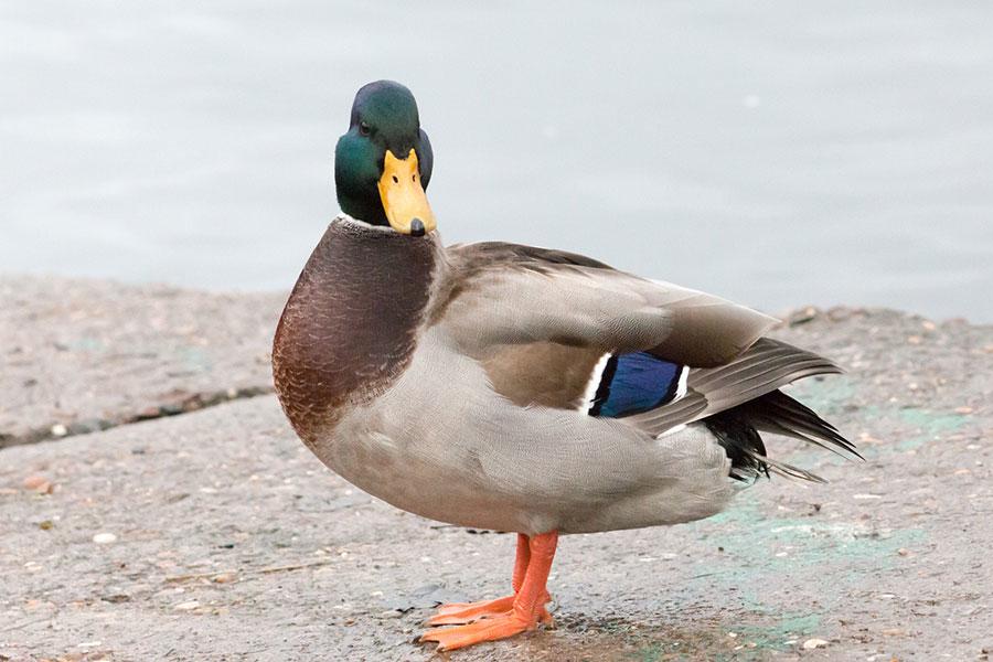 Mallard Duck Quack
