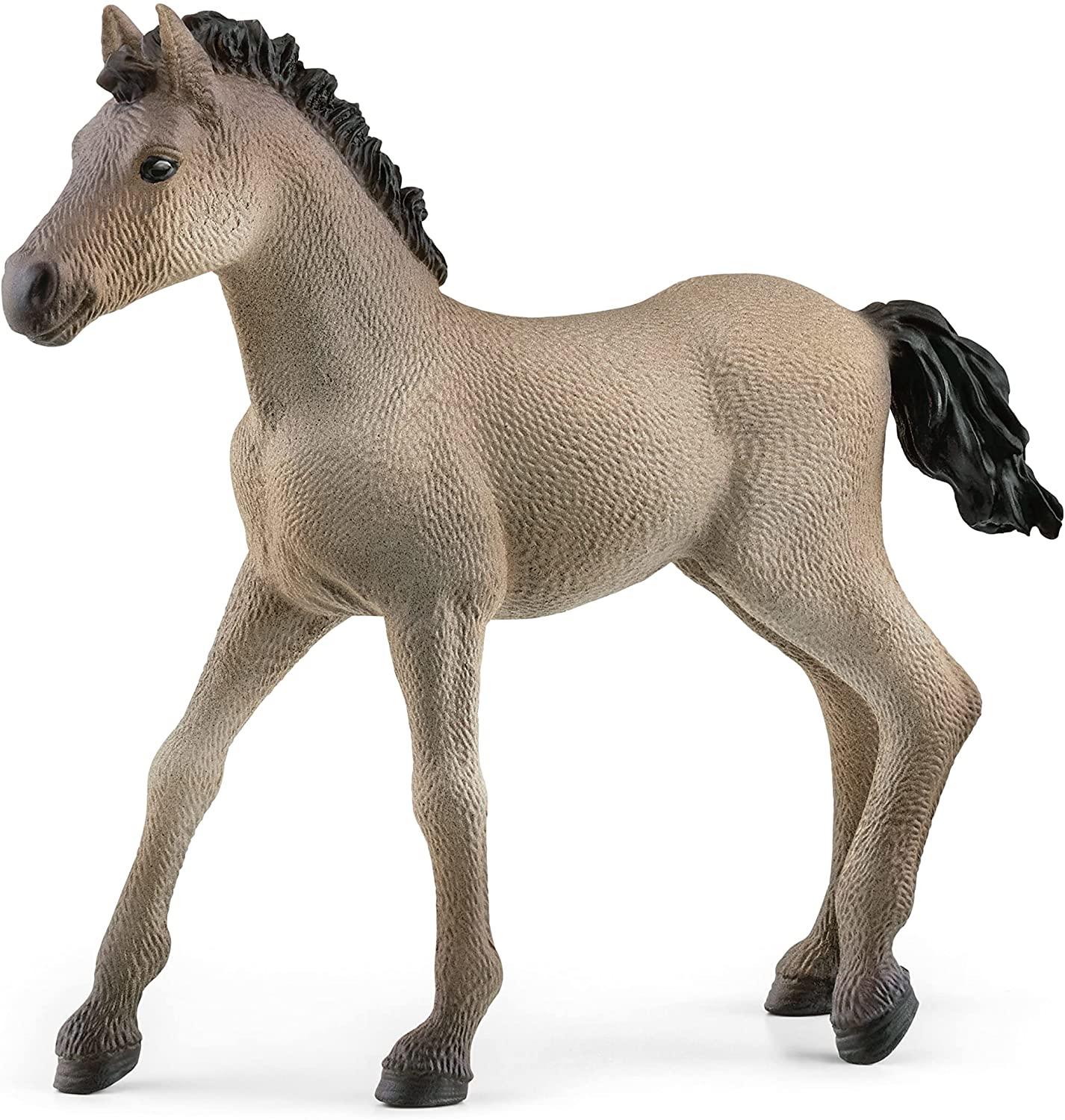 Criollo Foal