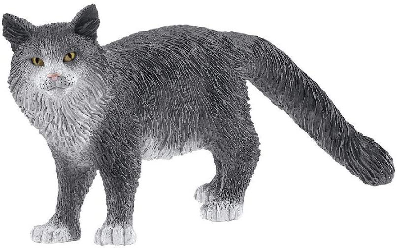 coon cat
